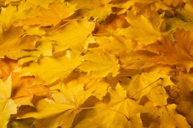 altın akçaağaç yaprakları