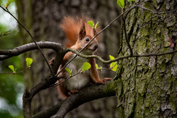 Esquilo Vermelho Uma Árvore — Fotografia de Stock