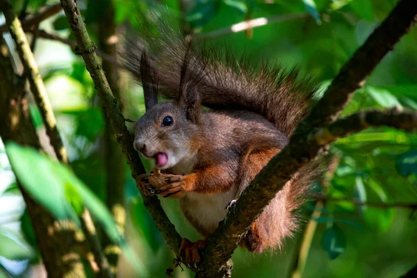 Red Squirrel Tree Stock Image
