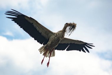 Yavrularıyla yuvada bir leylek