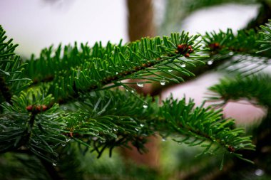 Noel ağacının yeşil dalı