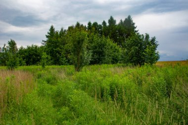 Polonya 'daki eski tarihi mezarlık