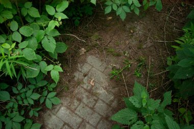 Polonya 'daki eski tarihi mezarlık