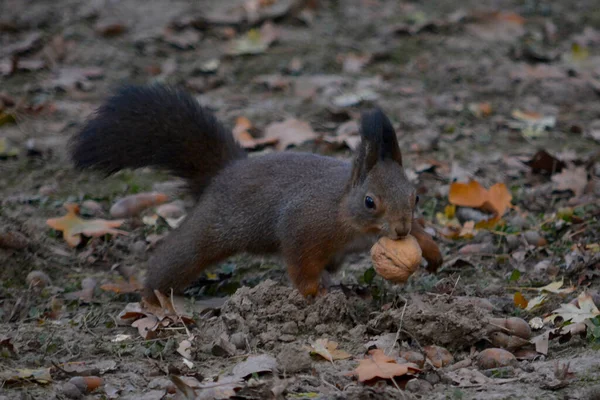 Zwarte Eekhoorn Het Park — Stockfoto