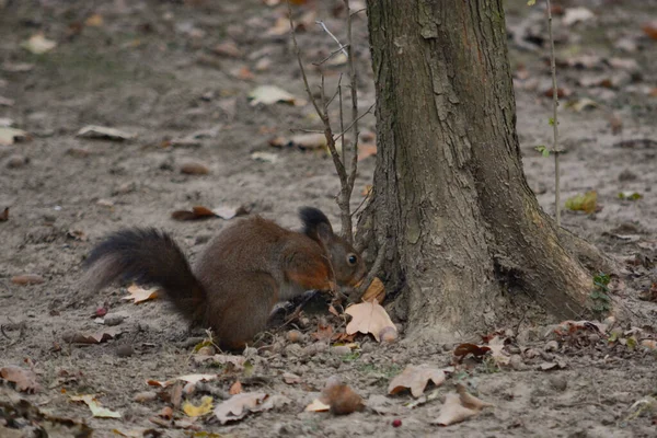 Scoiattolo Nero Nel Parco — Foto Stock