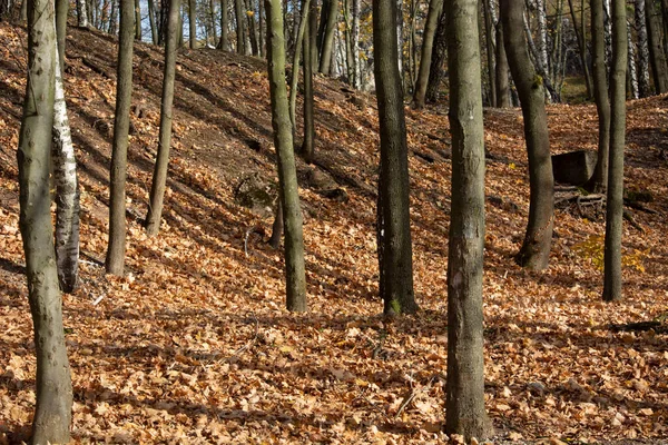 Planteringsplanet För Träd — Stockfoto