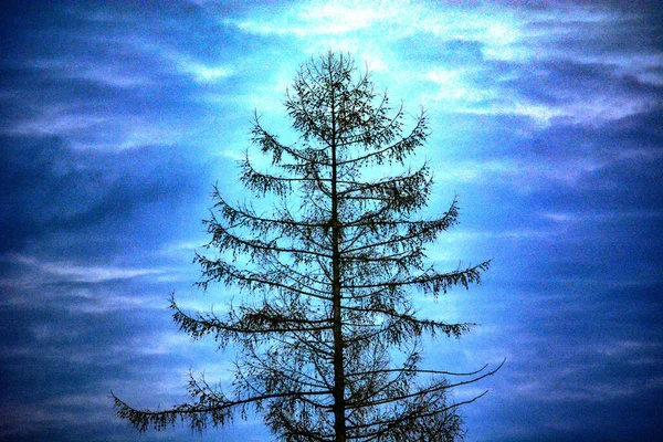 Tree Plant Plant Planet — Stock Photo, Image