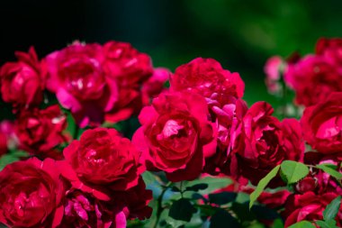 Çiçek açmış kırmızı güller.