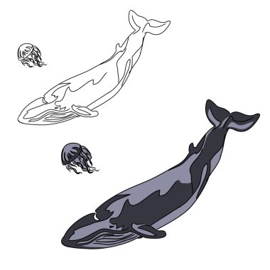 Büyük balina ve denizanası