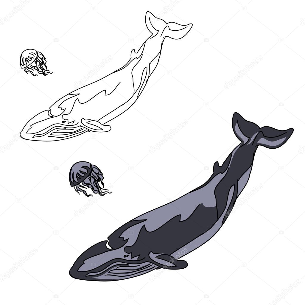 Il disegno a colori e un ciclo semplice di linee nere sotto forma di una balena l immagine della Medusa Illustrazione vettoriale disegno dei bambini