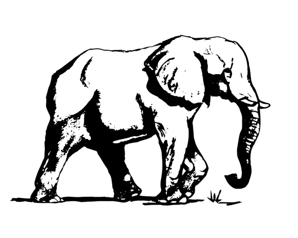 Elefant in schwarz und weiß 01 — Stockvektor