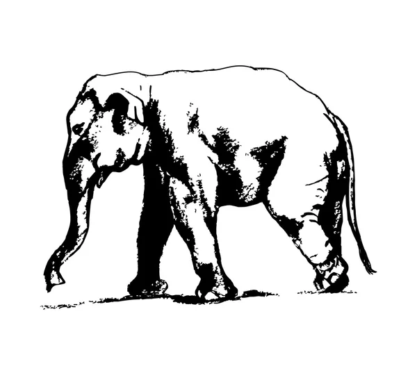Elefant in schwarz und weiß 00 — Stockvektor