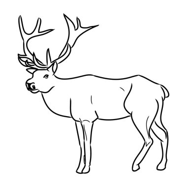 Geyik - forest0 bir sakini