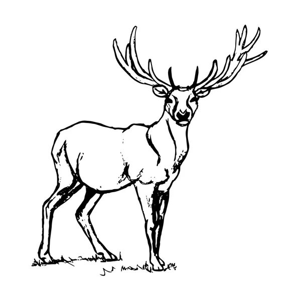 Deer with big horns. — Stock Vector
