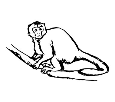 bir dalda oturan maymun