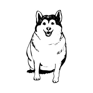 Şişman husky yavrusu