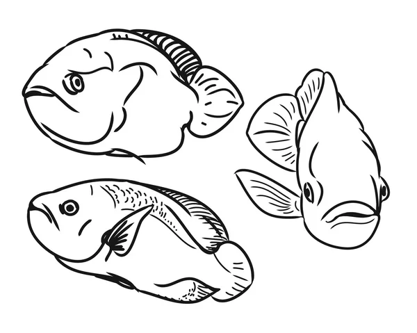 Los contornos de los peces — Vector de stock