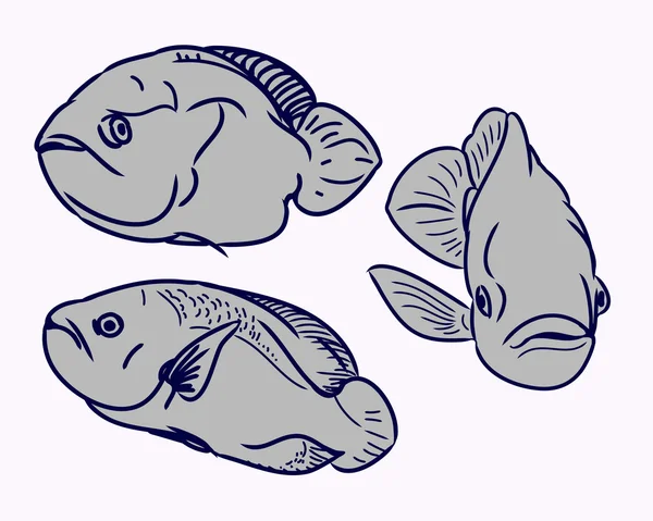 Los contornos de los peces — Vector de stock