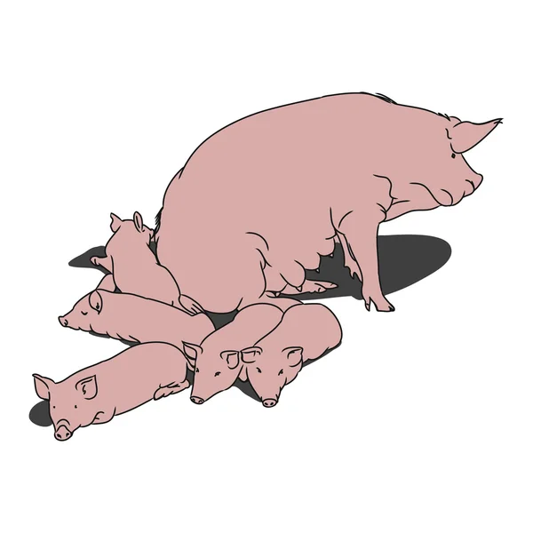 Cerdo y lechones (rosa) ) — Vector de stock