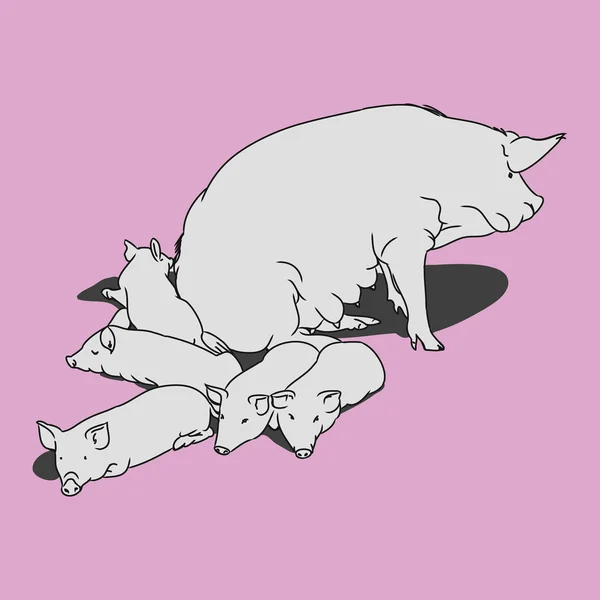Babi dan babi (merah muda ) - Stok Vektor