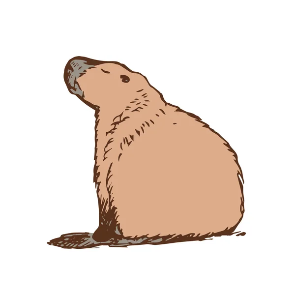 Grand capybara siège 1 — Image vectorielle