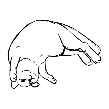 Kedi arkasında yatıyor