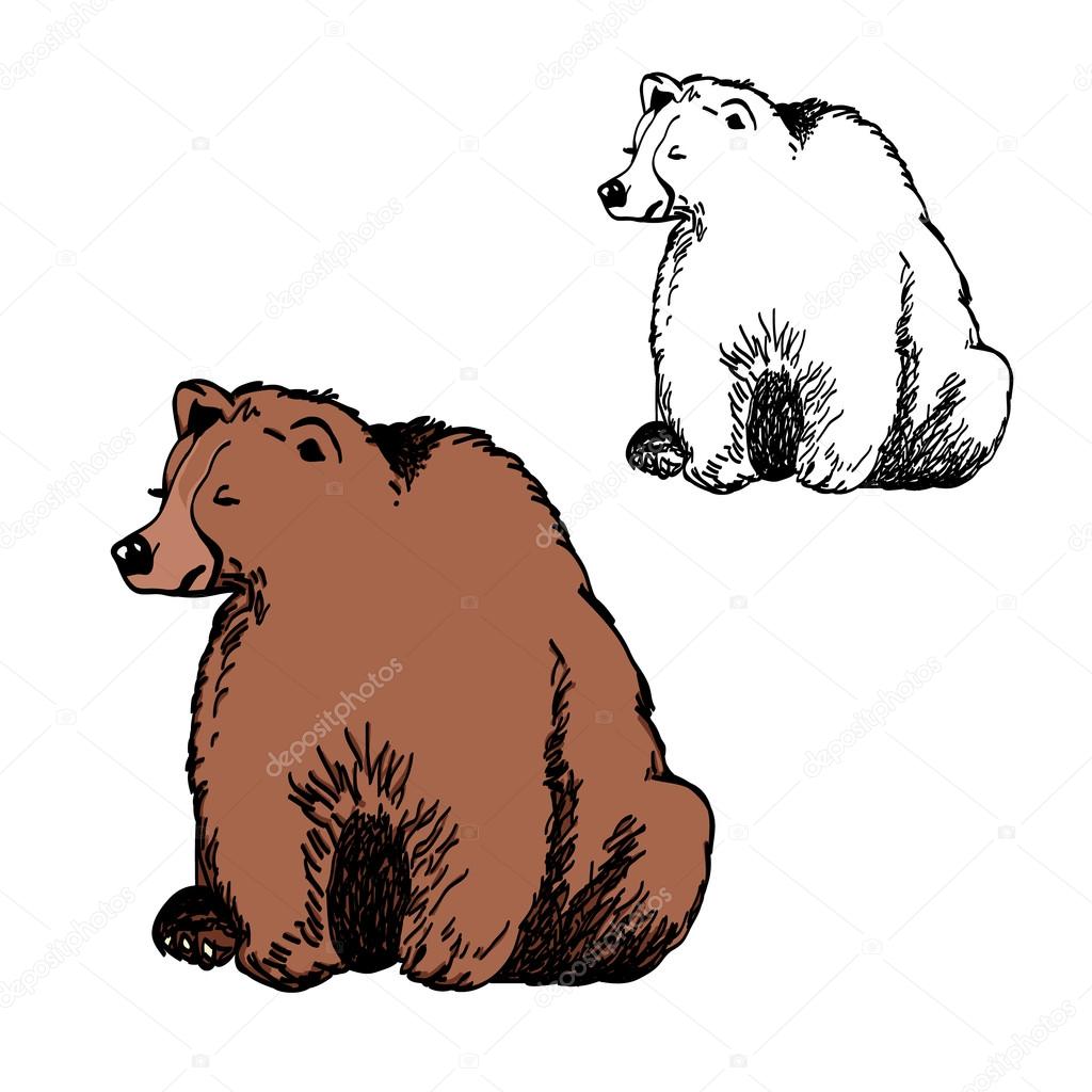 Illustrazione di un orso bruno e il suo contorno su uno sfondo bianco illustrazione di vettore di colore — Vettoriali di Mila Endo