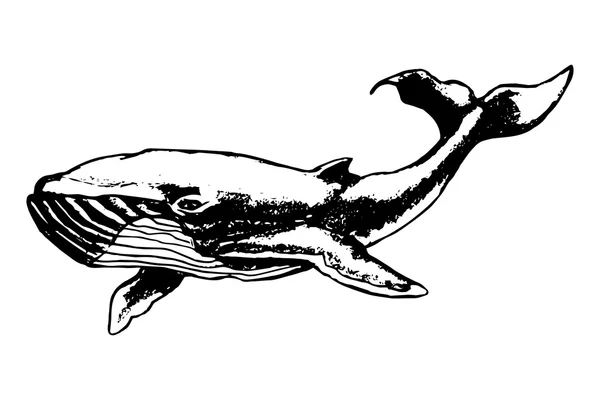 Ballena azul grande — Vector de stock