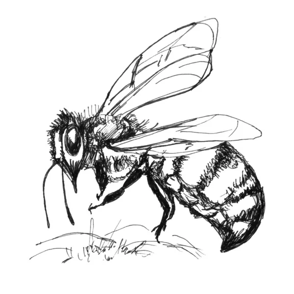 Dessin Une Guêpe Sur Fond Blanc Illustration Abstraite Insecte Pour — Photo