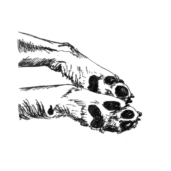 Собачі Лапи Ескіз Білому Тлі Прості Лінії Ілюстрація Лапи — стокове фото