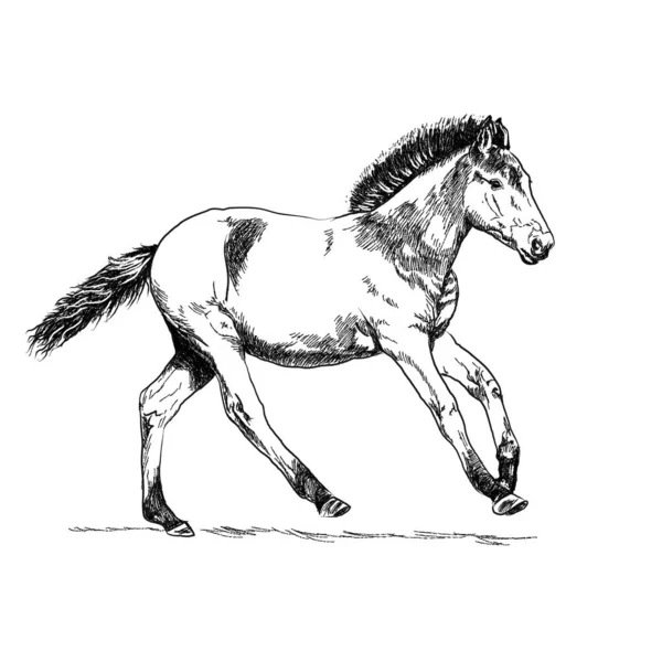 Grafisk Teckning Ett Föl Vit Bakgrund Bild Häst Med Svarta — Stock vektor