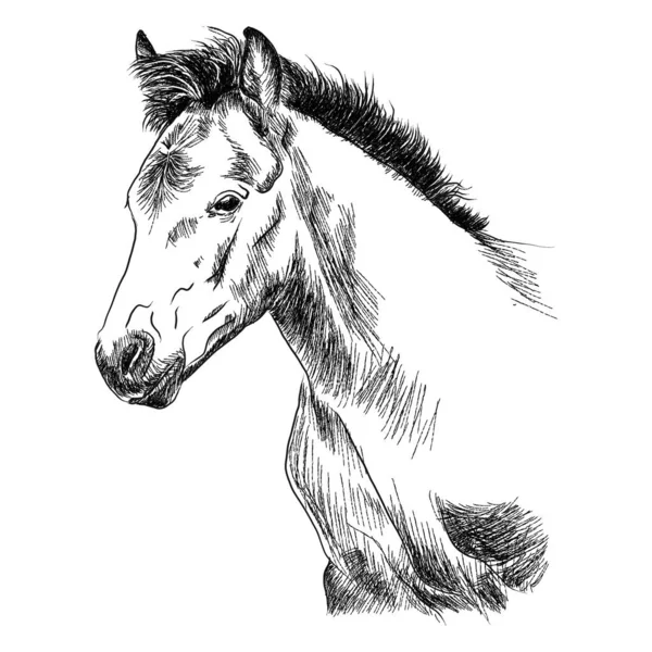 Disegno Grafico Puledro Sfondo Bianco Immagine Cavallo Con Linee Nere — Vettoriale Stock