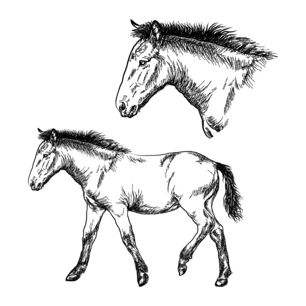 Grafická Kresba Hříbat Bílém Pozadí Obrázek Koně Černými Čárami — Stockový vektor