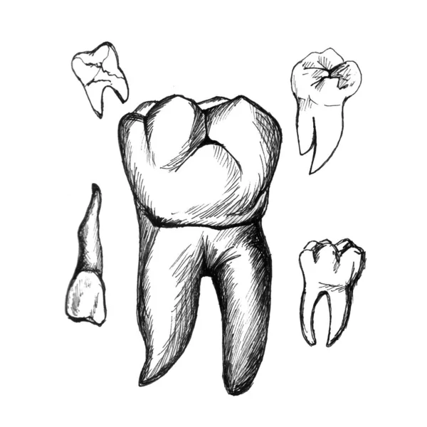 Dibujo Gráfico Dientes Sobre Fondo Blanco Líneas Negras Imagen Forma —  Fotos de Stock