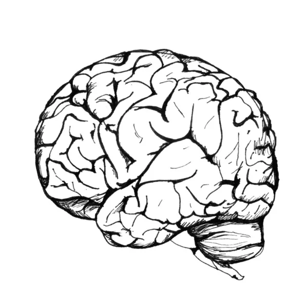 Изображение Человеческого Мозга Белом Фоне Рисуем Два Полушария Мозга Простой — стоковое фото