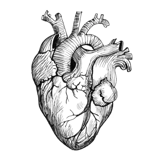 Bild Ett Mänskligt Hjärta Vit Bakgrund Strukturen Hjärtmuskeln Enkel Skiss — Stockfoto