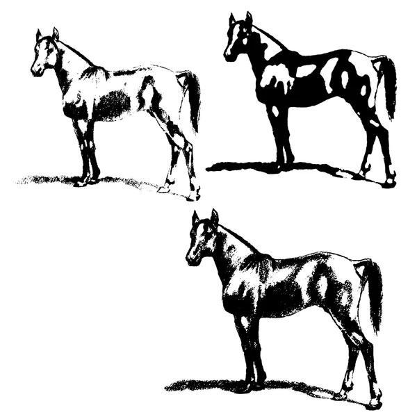 Arabian horse, hingst. Uppsättning av silhuetter. — Stock vektor