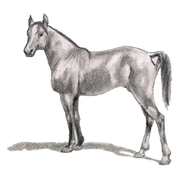 Arabian horse, stallion. Realistic figure. — Stock Vector