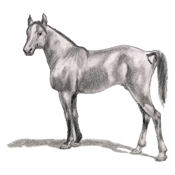 Cheval arabe, étalon. Figure réaliste . — Image vectorielle