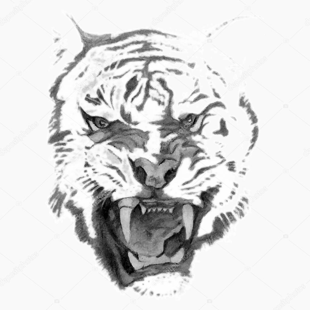 Tiger head (pencil)