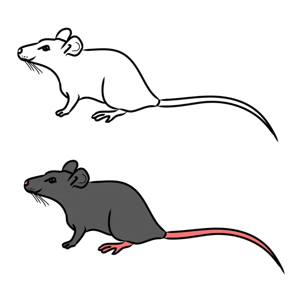 Rat, mouse - sketch, the drawing in color — Stock Vector