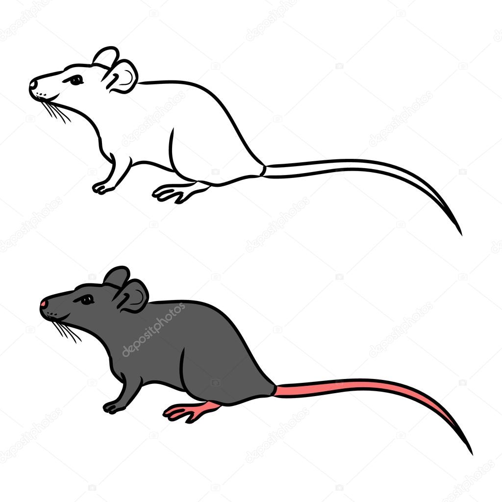 Крыса, мышь - эскиз, рисунок в цвете — Векторное изображение © Mila ...