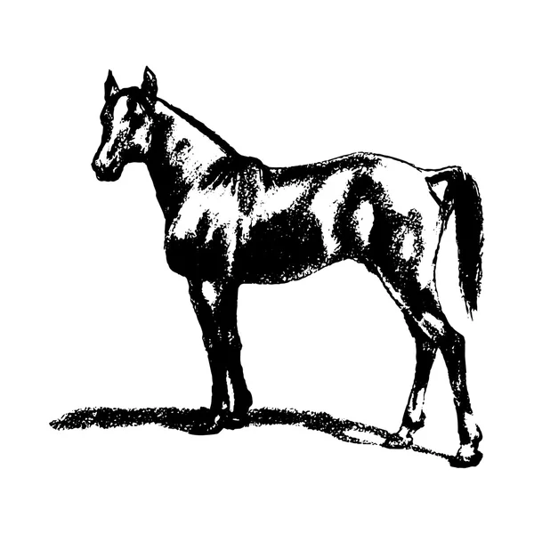Caballo, semental, caballo - foto. Silueta sobre un fondo blanco — Archivo Imágenes Vectoriales