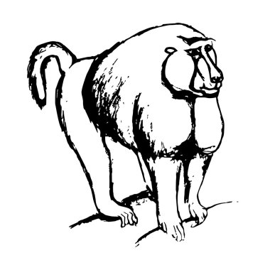 Maymun kroki (siyah ve beyaz)