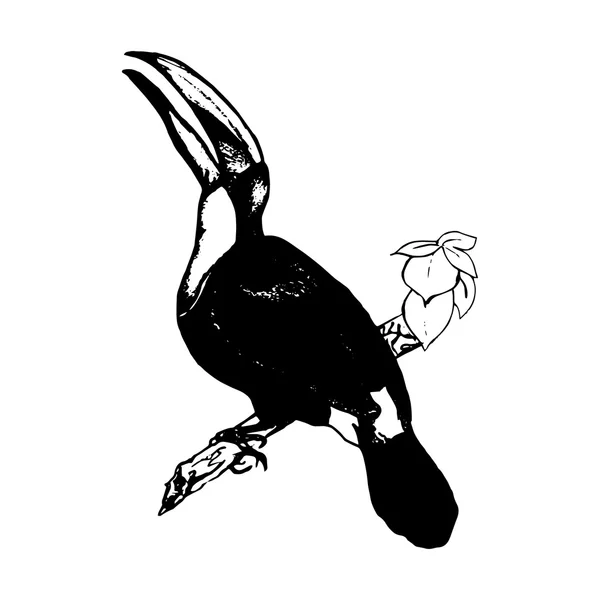 Uccello sul ramo Toucan - grafico — Vettoriale Stock