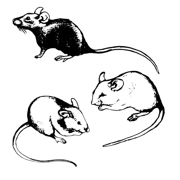 Rats, mice and graphic sketches (set) — Stock Vector