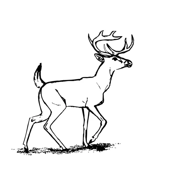 Deer (graphic outline) — Stock Vector