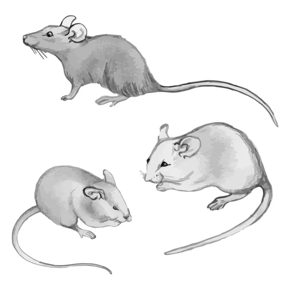 Ratten, Mäuse - Bleistiftzeichnung von Hand (Set) — Stockvektor