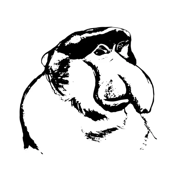 Małpa z wielkim nosem (cahow, Khanin) — Wektor stockowy