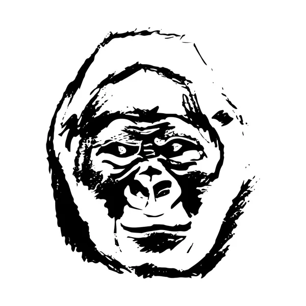 Monkey head (graphics) - gorilla — Stock Vector